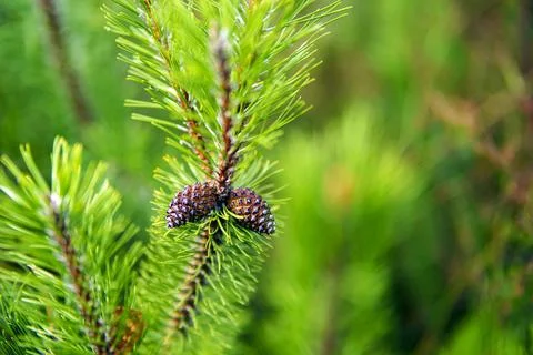 Two small cones on a spruce branch with a blurred background Stock Photos