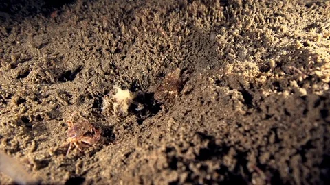 Two small crabs fighting in the night on the sand in Zulu sea Dumaguete Stock Footage 90221194
