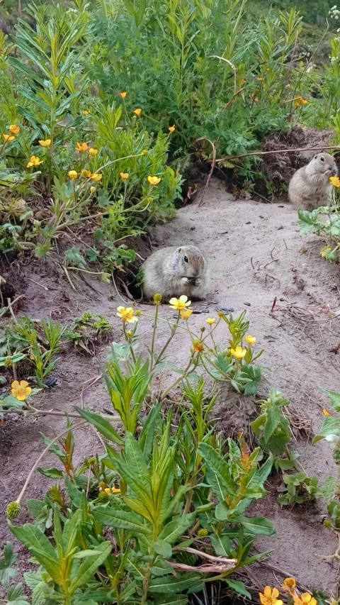 Two small creatures are seen curiously emerging from their burrow amidst a lush 動画素材 312818280