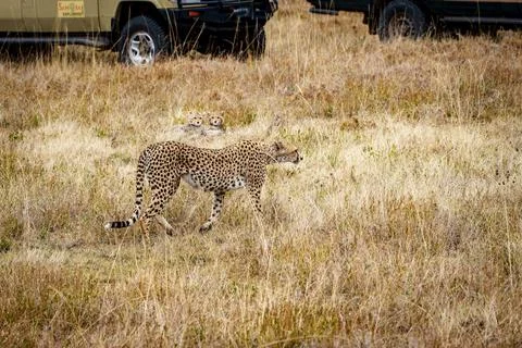 Two small cubs hiding in grass behind East African cheetah or Acinonyx juba.. Stock Photos