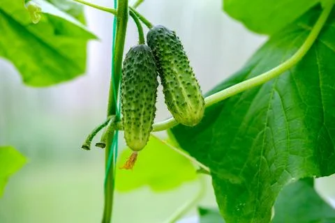 Two small cucumbers hang on a branch. Foto stock
