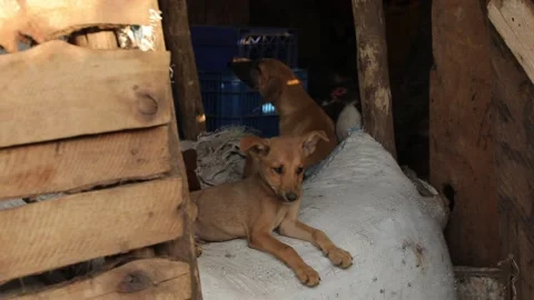 Two small cur puppies resting lay in the stable, two hen return to their home Stock Footage 210238087