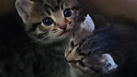 Two small cute kitten in box Stock Footage 167329932