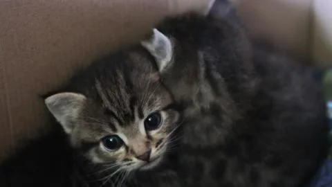 Two small cute kitten in box Stock Footage 167329952