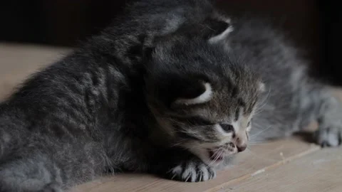 Two small cute kitten on floor Stock Footage 167329219