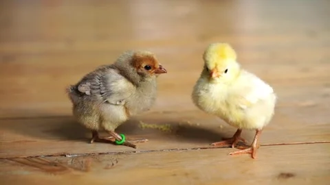 Two small cute tiny newborn baby chicks Stock Footage 242110247