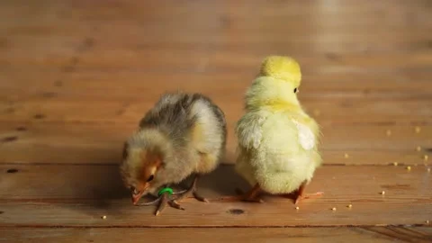Two small cute tiny newborn baby chicks Stock Footage 242110406