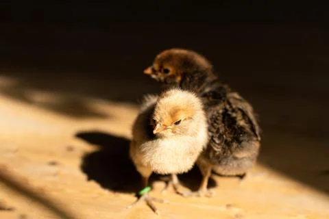 Two small cute tiny newborn baby chicks on wooden floor. Stock Photos