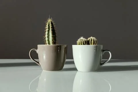 Two small decorative cacti in coffee cups stand on a table on a gray backgrou Stock Photos