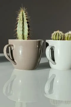 Two small decorative cacti in coffee cups stand on a table on a gray backgrou Stock Photos