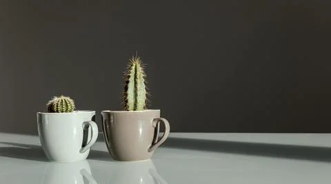 Two small decorative cacti in coffee cups stand on a table on a gray backgrou Stock Photos