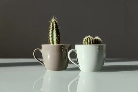 Two small decorative cacti in coffee cups stand on a table on a gray backgrou Stock Photos