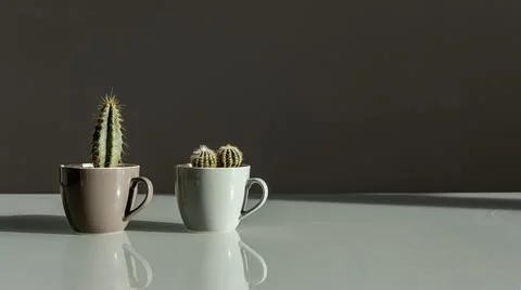 Two small decorative cacti in coffee cups stand on a table on a gray backgrou Stock Photos