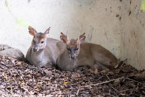 Two small deer resting on a bed of dry leaves at a zoo Stock Photos