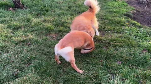 Two small dogs are playing in the garden Stock Footage 325996008