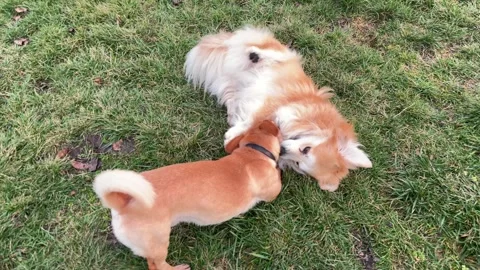 Two small dogs are playing in the garden Stock Footage 325996011