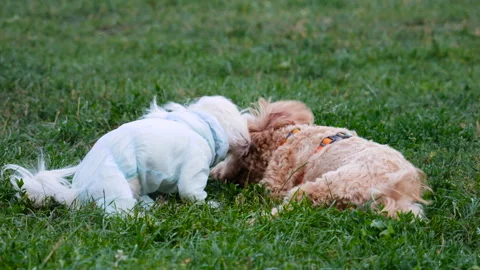 Two small dogs are playing joyfully on the green grass in the park. Stock Footage 342777785