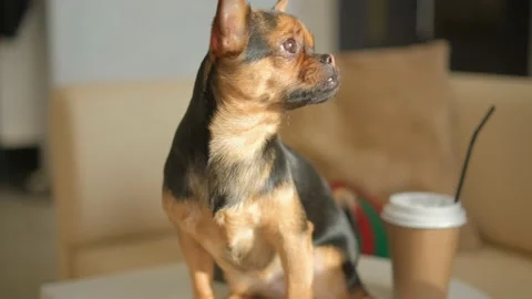 Two small dogs are sitting at tables with two cups of coffee. Beautiful coffee Stock Footage 234259956