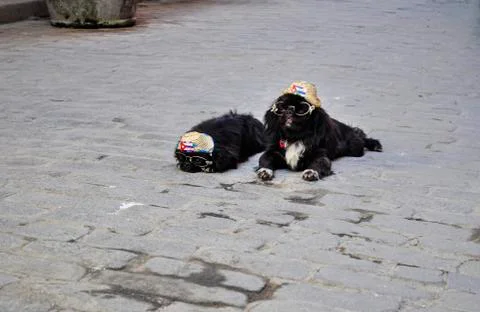 Two small dogs with clothes lying on the street Stock Photos