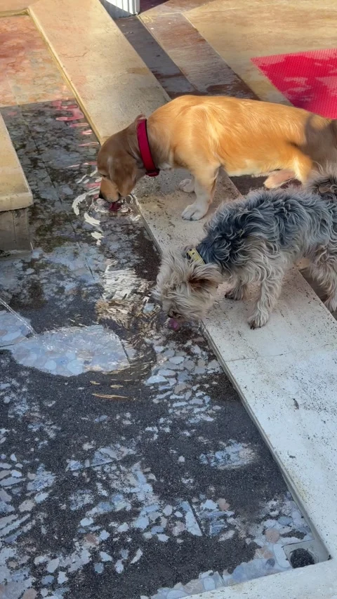Two small dogs drinking water from a decorative pond, surrounded by a peacefu 動画素材 303357789
