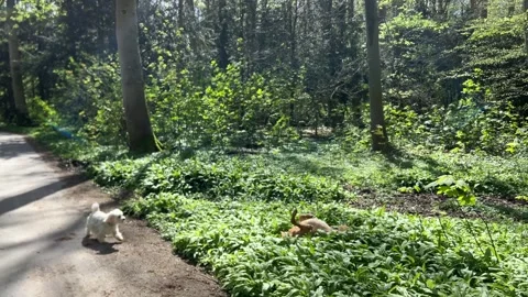 Two small dogs exploring a sunlit forest path Stock Footage 336961910