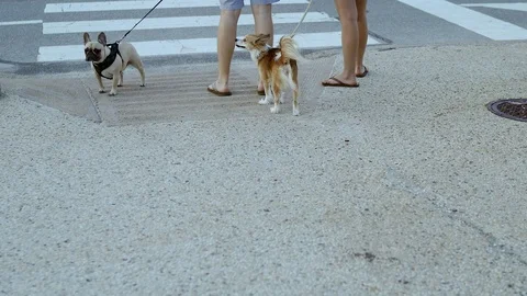 Two small dogs in focus sitting at the crosswalk waiting. Stock Footage 109490748