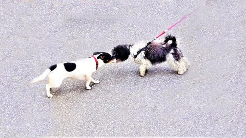 Two small dogs Stock Photos