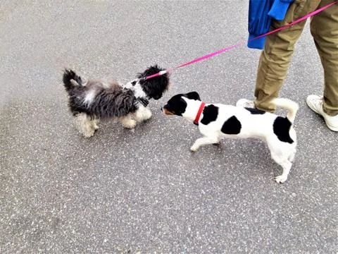 Two small dogs Stock Photos