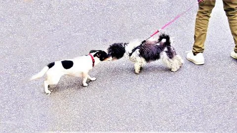 Two small dogs Stock Photos