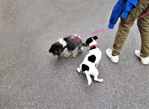 Two small dogs 스톡 사진