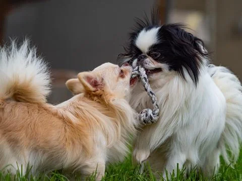 Two Small Dogs Playing Tug of War with a Rope Toy Outdoors Stock Photos