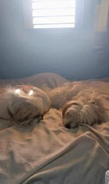 Two small dogs sleeping on a bed near window light Stock Photos