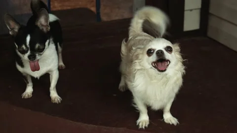 Two small dogs wagging their tail. Vidéo 157674616