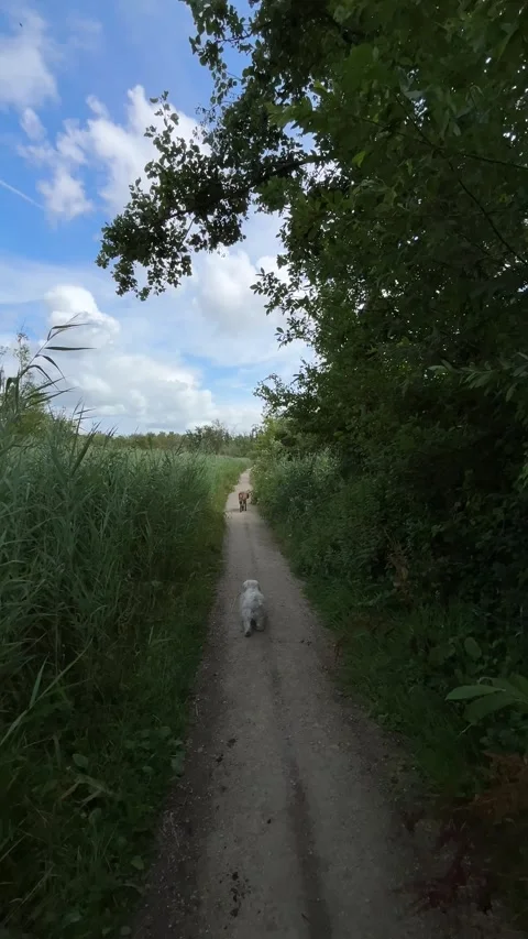 Two small dogs walking along narrow countryside footpath under overhanging 스톡 동영상 343387357
