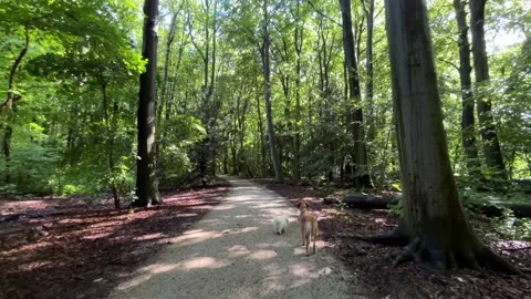 Two small dogs walking away along sunlit gravel forest trail beneath tall green Stock Footage 345680935