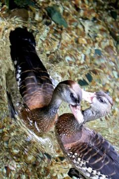 Two small duck swimming inside water Stock Photos