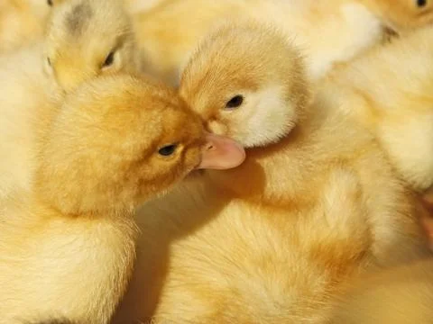 Two small ducklings in herds Stock Photos