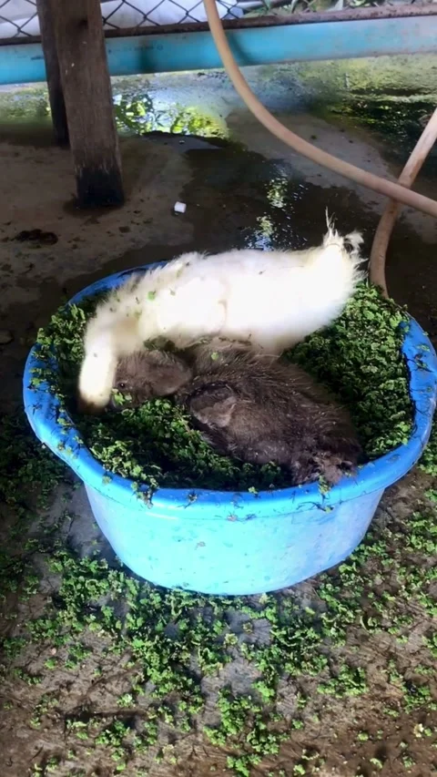 Two Small Ducklings Resting In A Blue Plastic Bowl Filled With Green Water .. Stock Footage 345298454