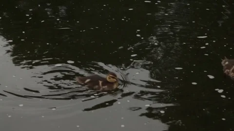 Two small ducks caught food Stock-Footage 71666785
