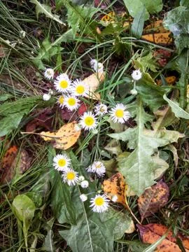 Two small field camomile on a background of dark green leaves Stock Photos