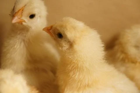 Two small fluffy chick chicks in a cardboard box one looks at you drgo in the Stock Photos