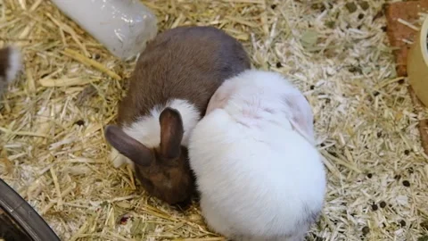 Two Small fluffy multicolored rabbits eating food Stock Footage 196375240