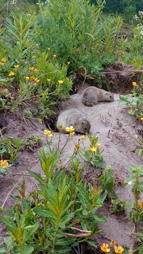 Two small furry animals are seen exploring a vibrant meadow filled with colorful Video stock 312818404