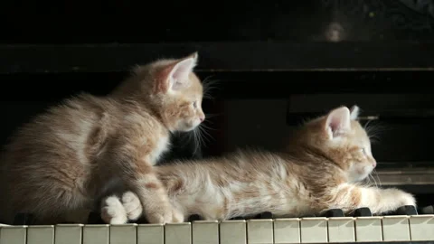 Two small ginger cats on piano keys, cinematic retro vintage piano Stock Footage 304028906