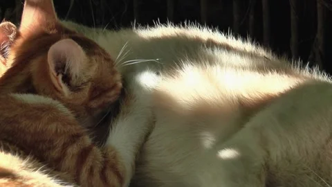 Two small ginger kittens suck milk from their mother cats close-up 库存影片 162086936
