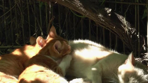 Two small ginger kittens suck milk from their mother cats on the ground Vídeo Stock 162086944