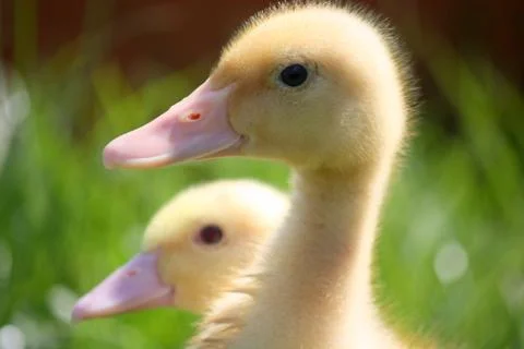 Two small goosling Stock Photos