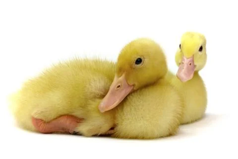 Two small goosling on white background Stock Photos