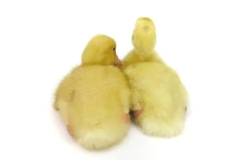 Two small goosling on white background Stock Photos