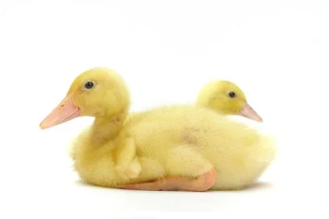 Two small goosling on white background Stock Photos